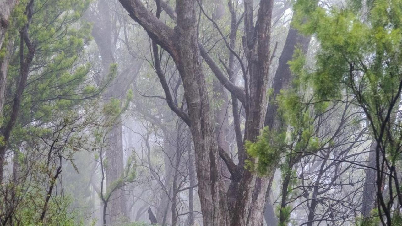 Adelaide Hills, Mount Lofty and Cleland Saturday morning Picture: Lachy Riley