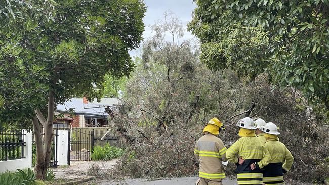 A large tree blocking a street in Fullarton. Picture: Evangeline Polymeneas