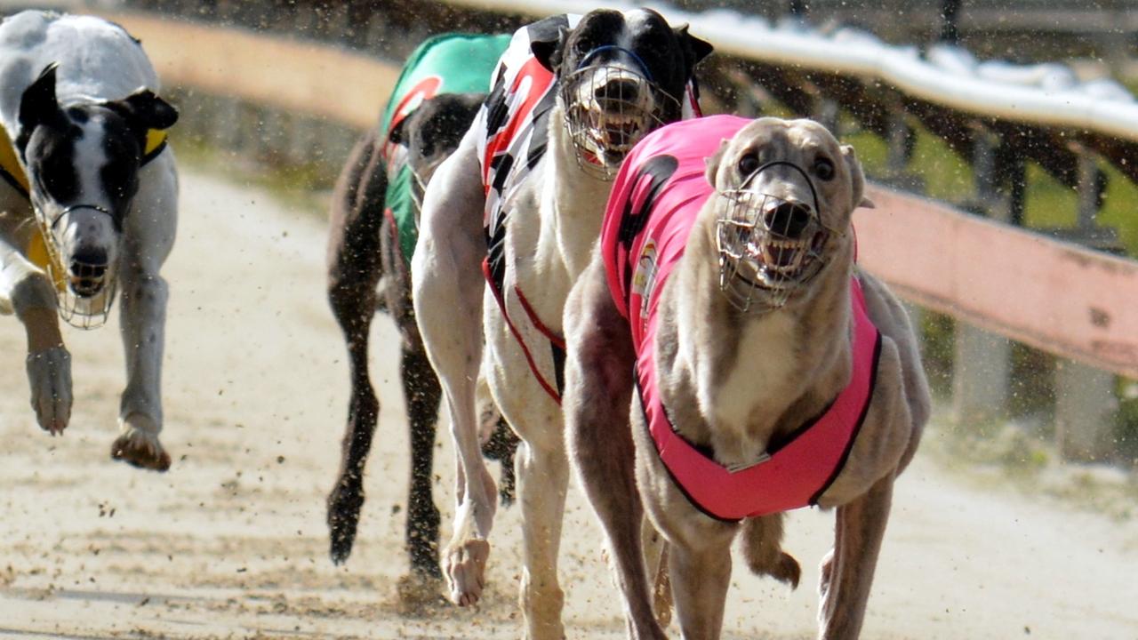 Liberals in Tasmania to consider greyhound racing funding | Daily Telegraph