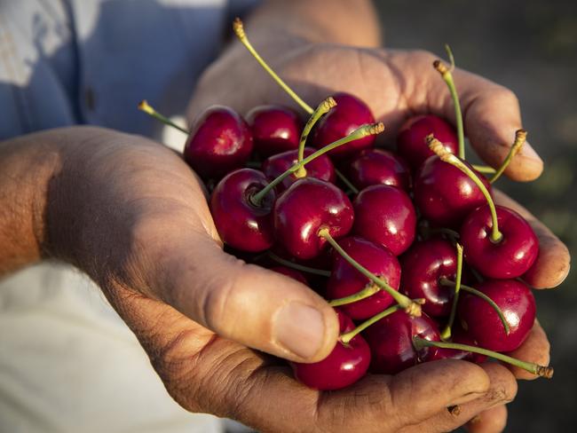 Australian cherries were pitched to China as being sweeter than others. Picture: John Feder/The Australian.