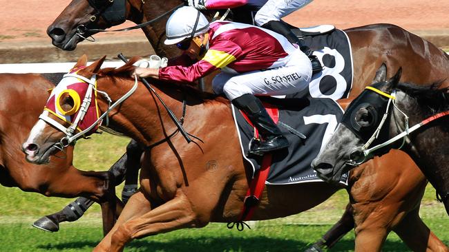 Soviet Courage has been well backed to win the Stayers Cup on Saturday. Picture: Jenny Evans