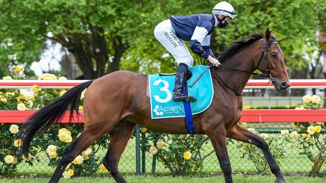 Pondus is a great chance to notch his maiden Australian win at Flemington.