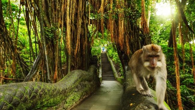 Monkey around at the Sacred Monkey Forest SanctuaryAround 1200 Balinese long-tailed macaques call the Sacred Monkey Forest Sanctuary near Ubud home and they have been one of the island’s most noted attractions for decades. There are three Hindu temples on the site, which is near the village of Padangtegal, so be sure to dress modestly and be mindful of Balinese culture.Follow the stream trail to see a good chunk of the 10 hectare park and be warned that the monkeys have been known to snatch sunnies and cameras. They can also be somewhat strident when it comes to grabbing food.Book here