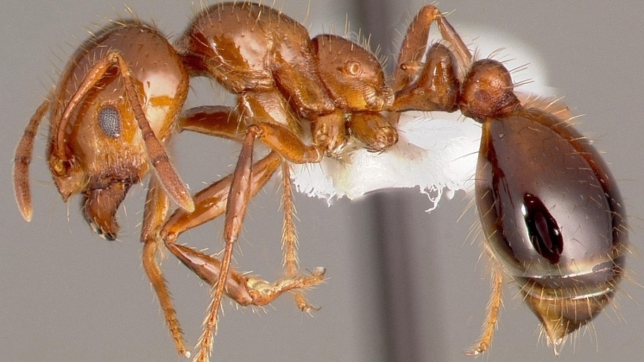 Fire ants have been found in Oakey. Photos: Invasive Species Council