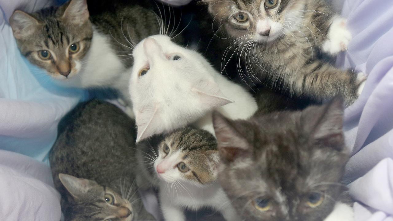 Coast shelter ‘overrun’ with cute kitties