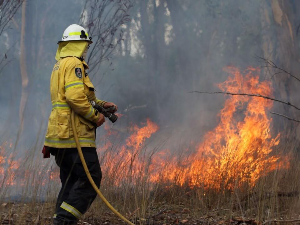 Research reveals dire survival rates of wildlife during Black Summer bushfires