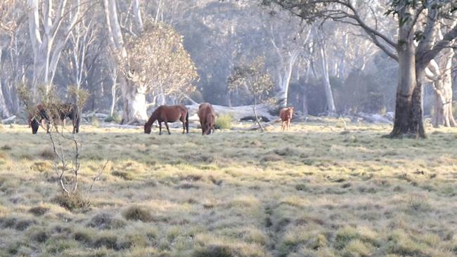 Stream bank and grazing damage by feral horses to Beean Beean Creek.NPWS/DCCEEW . Picture: Supplied