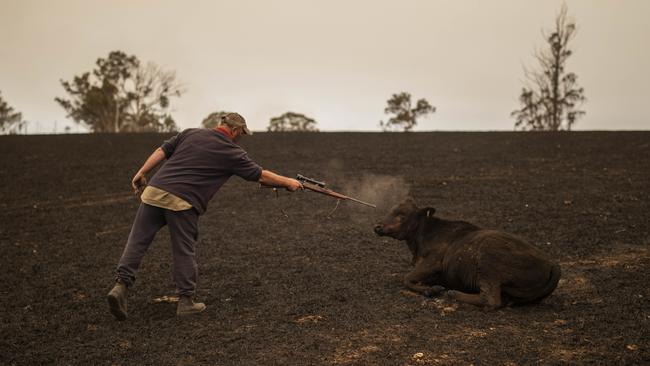 Steve Shipton shoots an injured calf in his paddock after a bushfire in Coolagolite, NSW. Picture: Sean Davey/AAP.