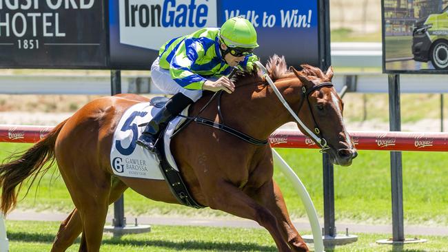 Kuroyanagi cruises to victory on debut at Gawler. Picture: Makoto Kaneko