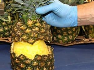 NETWORK FIRST USE ONLY- NETWORK NEWS PREMIUM CONTENT - Cocaine stuffed pineapples were shipped from Costa Rica to Europe in 2018. Source - AFP / Spanish National Police