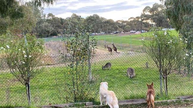 Local families are concerned about the fate of the Kinley kangaroos.