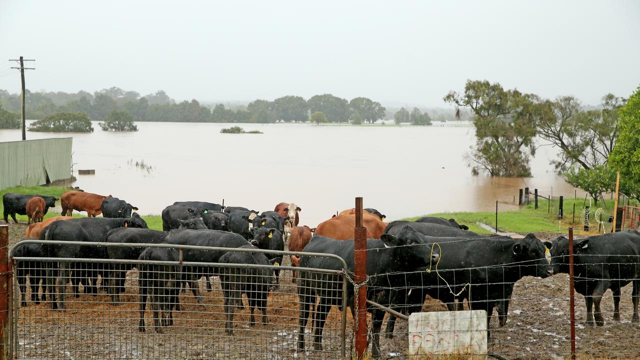 Cattle are moved to higher ground in Kempsey. Picture: Nathan Edwards