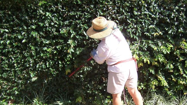 Regular trims help hedges thrive.