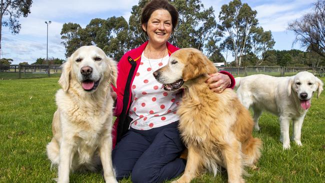 Golden Retriever breeder Kim Houlden on her Property in the Mornington peninsula with her puppies Emmie, Bo and Crusoe. Picture: Aaron Francis/The Australian