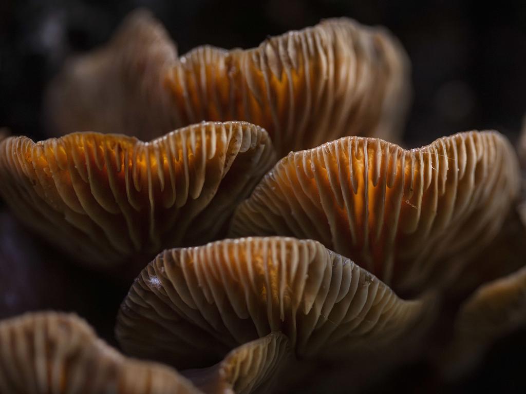 A photo named “Beneath the Glow” taken at Eves Valley, Brightwater, New Zealand, won first place in Plants Fungi. Picture: Crystal Richardson/TNC Oceania Photo Contest