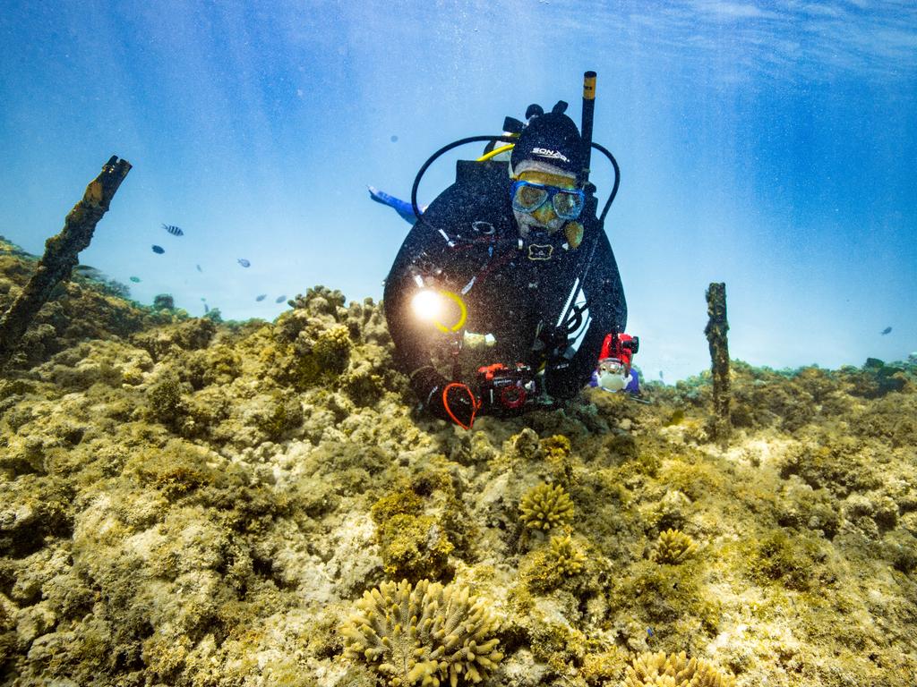 Professor Peter Harrison inspecting coral IVF colonies at Heron Island lagoon