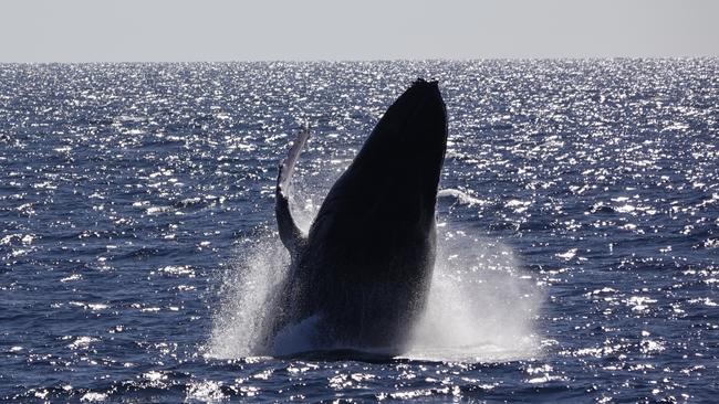 A pod of six "inquisitive" whales passed by while the crew waited for the Volunteer Marine Rescue Bundaberg rescue vessel to arrive. Photo: Kevin Hill / Lady Musgrave Experience