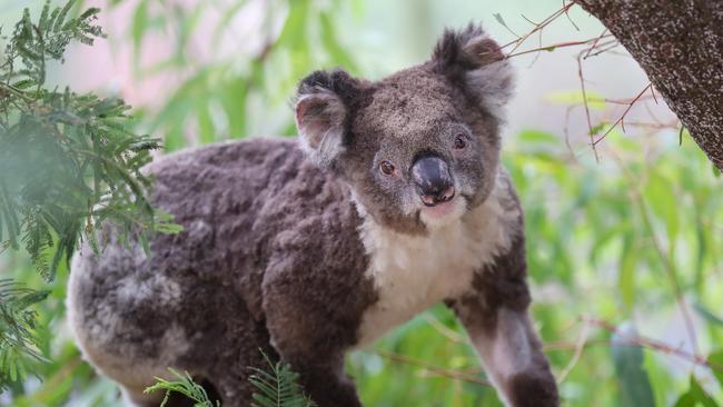 It’s hope they will be able to be realesed into the wild soon. Picture: Alex Coppel.