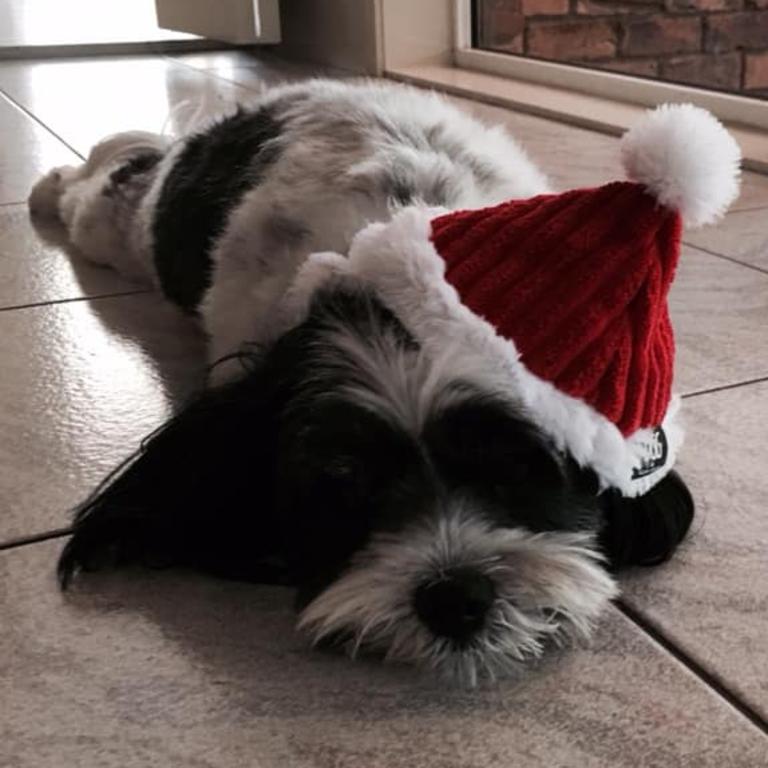 Santa paws. Picture: Kylie Nave