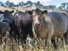 Record number of cattle stolen in Victoria