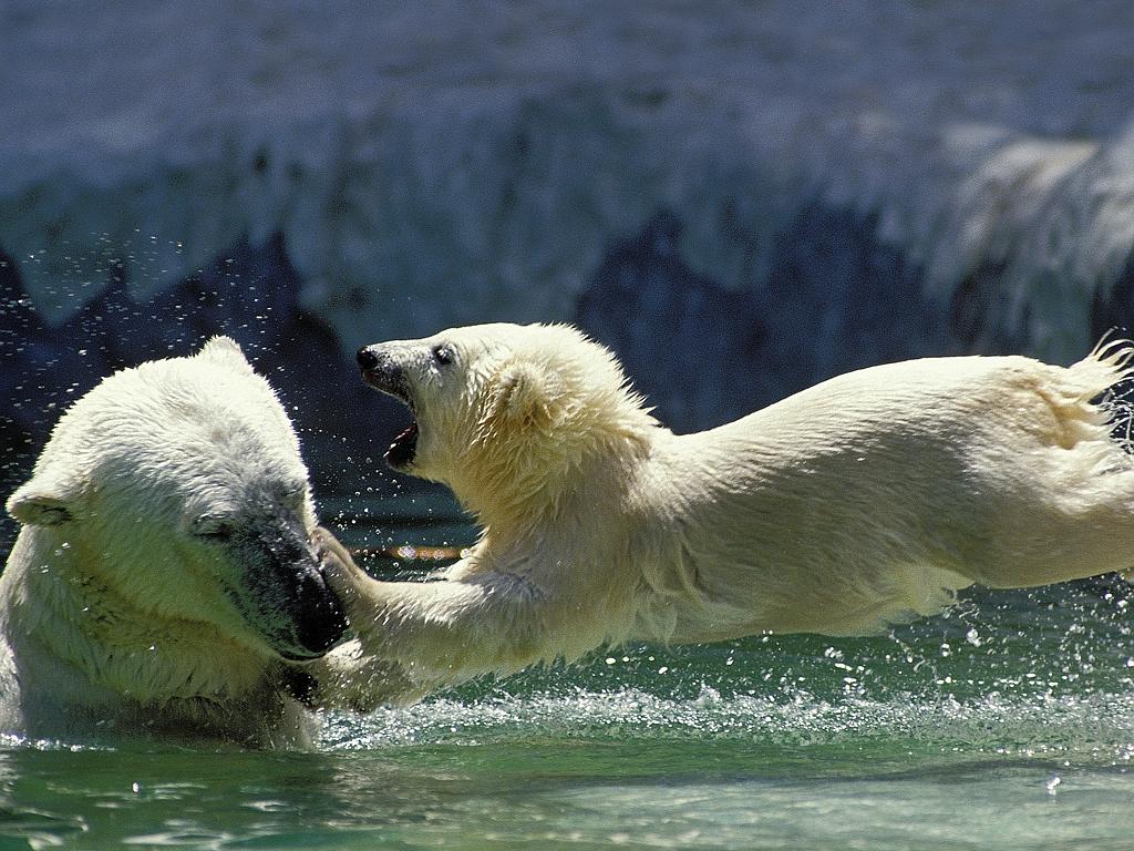 A polar bear cub throws himself at his mother and dives into the water. A playful polar bear cub looks like he is screaming in delight as he throws himself at his mother and dives into the water. The young cub confronted his initial fears and bravely jumped in - after a little coaxing from his mother. And once in the water he couldn’t help but play by splashing and swimming after his mum. Picture: Gerard Lacz/Arco/Solent News