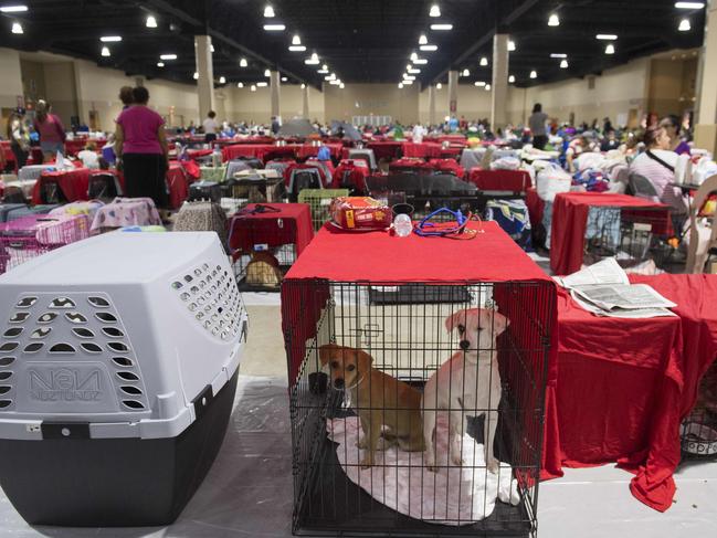 Dogs sit inside their cages as hundreds of people gather in a pet-friendly emergency shelter at the Miami-Dade County Fair Expo Center in Miami, Florida, September 8, 2017, ahead of Hurricane Irma. Florida Governor Rick Scott warned that all of the state’s 20 million inhabitants should be prepared to evacuate as Hurricane Irma bears down for a direct hit on the southern US state. Picture: AFP