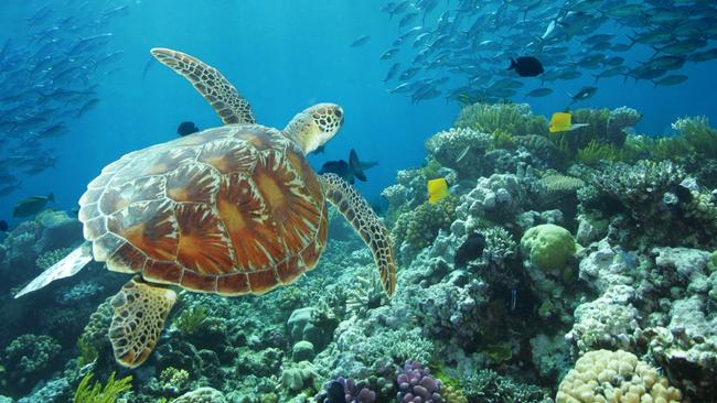 Jabalbina rangers to monitor reef | NT News