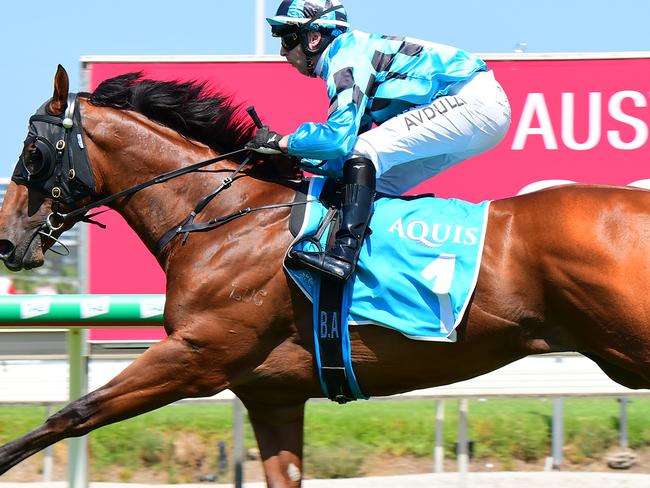 Farnan gallops between races at the Gold Coast. Picture: Trackside Photography