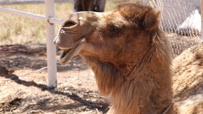 A camel at Pyndan Camel Tracks, Alice Springs. Picture: Gera Kazakov