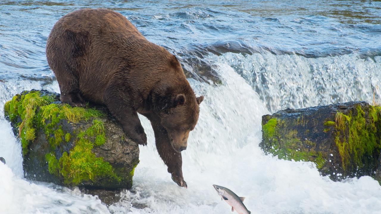 About 11 bear attacks happen in North America each year. Picture: iStock