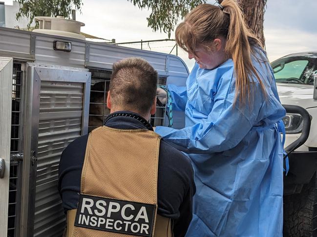 The RSPCA raided a Macedon Ranges property as part of a major investigation.