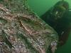 Weirdest stuff found on the ocean floor