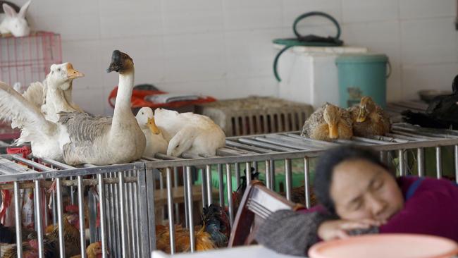 A seller sleeping next to a cage in a poultry market in Guiyang, southwest China's Guizhou province.