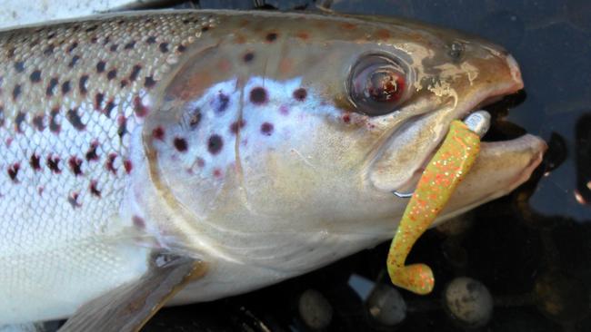 Atlantic salmon caught from Craigbourne Dam on  zman soft plastic.(Brendan Collins) for Sunday Easy