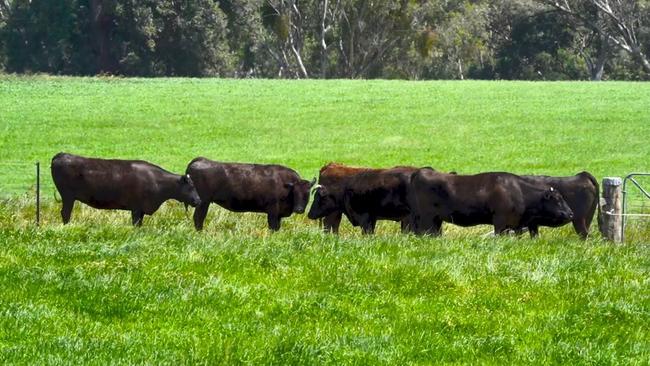 Located at 1570 Moyhu-Meadow Creek Rd, Meadow Creek, Moyhu Wagyu comprises four individual holdings.