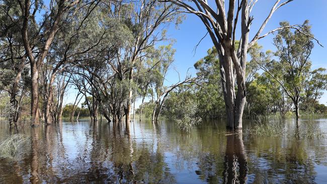 Flooding at Berri. Picture: Dean Martin