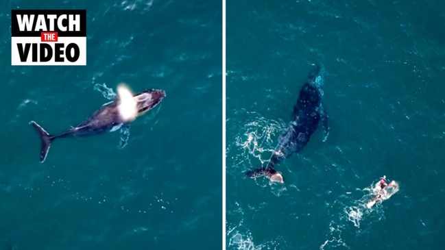 Whale close encounter