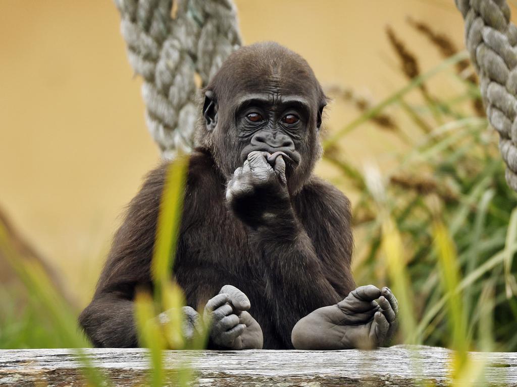 Two years on from the trauma of his early days, Kaius has a healthy appetite and a big personality, according to his keeper Chad Staples, who has cared for the young gorilla since birth. Picture: Sam Ruttyn