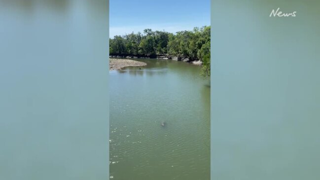 Crocodile spotted lingering near Mowbray River Bridge