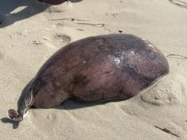 Experienced divers identified the mystery creature. Source: Facebook, Reef Dunn.