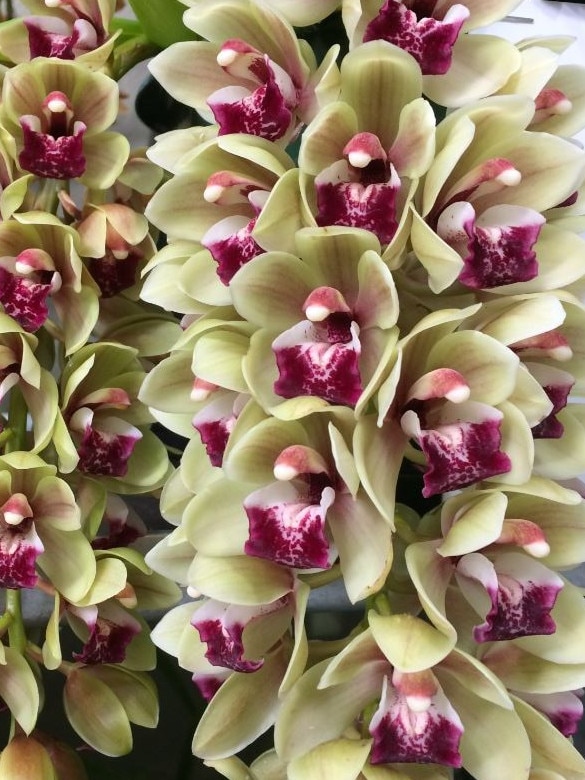 <i>Cymbidium</i>, ‘Mary Green Piccadily Circus’.