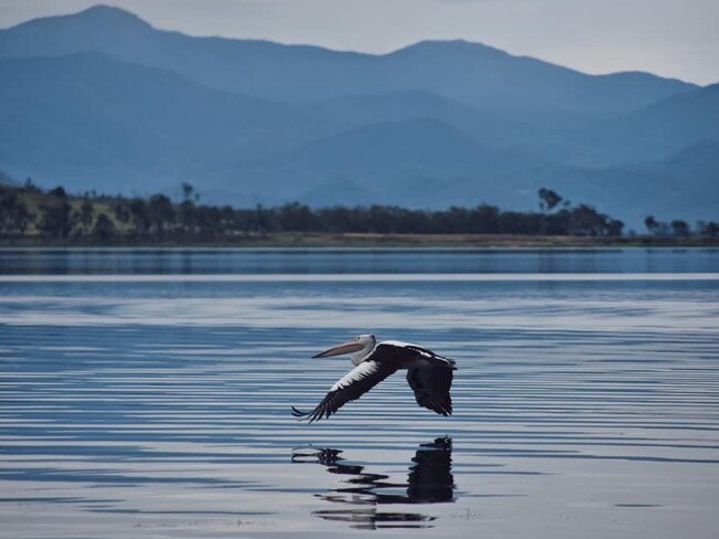 A pelican flying over Kinchant Dam, west of Mackay. Picture: File