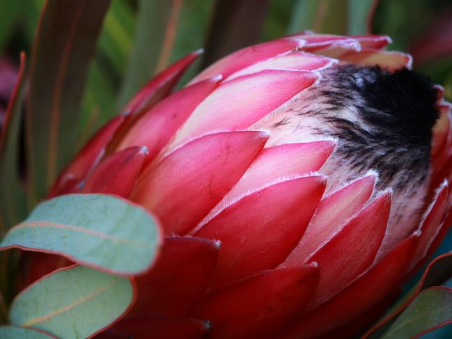 FARM Mag: Empire Proteas Peter Richardson and partner, Emma Conoley run Empire Proteas on their 5 acre block at Oaklands in the NSW Riverina. Picture: ANDY ROGERS