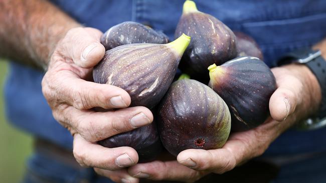 A handful of Peter’s figs. Picture: MATT THOMPSON