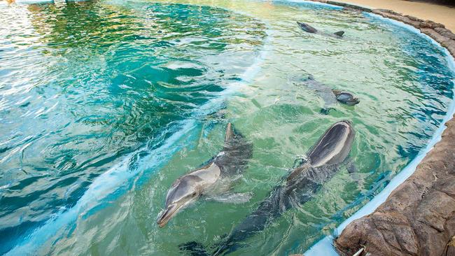 The dolphin enclosure at Dolphin Marine Magic in Coffs Harbour. Pic: Lindsay Moller