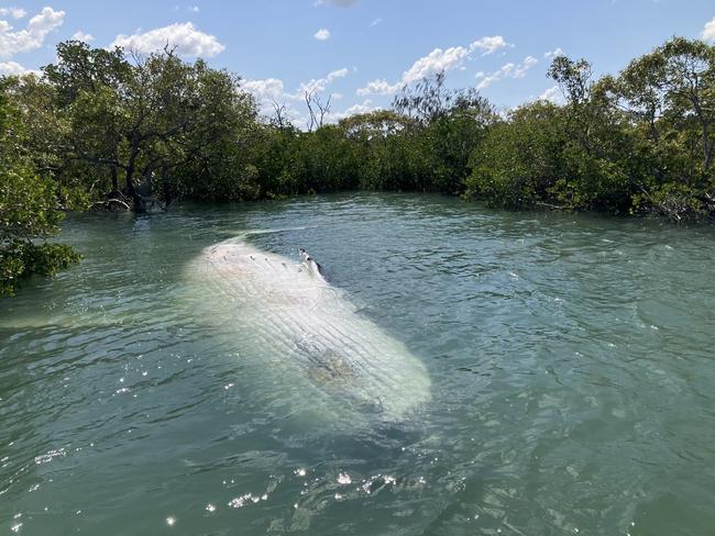 Marine Park rangers have secured a deceased adult humpback in a secluded location near Dream Island in the Great Sandy Straits off Kâgari.