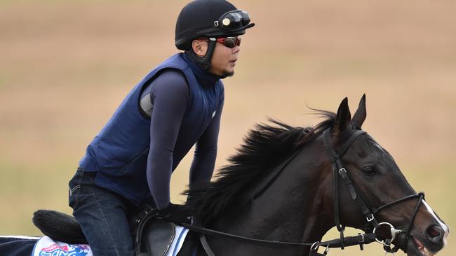 Melbourne Cup favourite Fame Game is worked at Werribee racecourse.