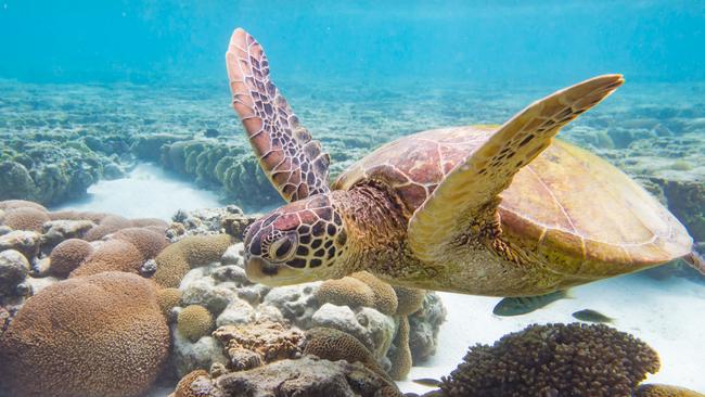 Julia Ingall's photo of a turtle at Lady Elliot Island, Queensland. Read why she loves this place most.