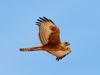 ‘Eats cockatoos for breakfast’: Australia’s rarest bird of prey spotted in NT skies