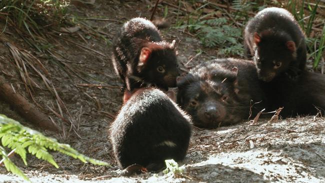 Some baby devils having fun with their mother in footage from ABC TV documentary Living With Devils, filmed in Tasmania's North West and directed by Simon Plowright. Picture: Suppli